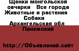 Щенки монгольской овчарки - Все города Животные и растения » Собаки   . Архангельская обл.,Пинежский 